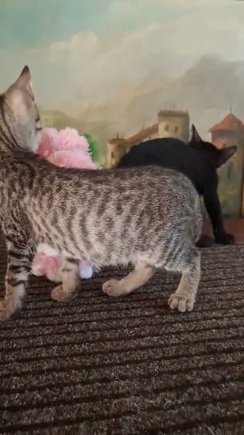 Europeo gatti in regalo: Coppia di gattini fratellini maschio e femmina  - Video 1
