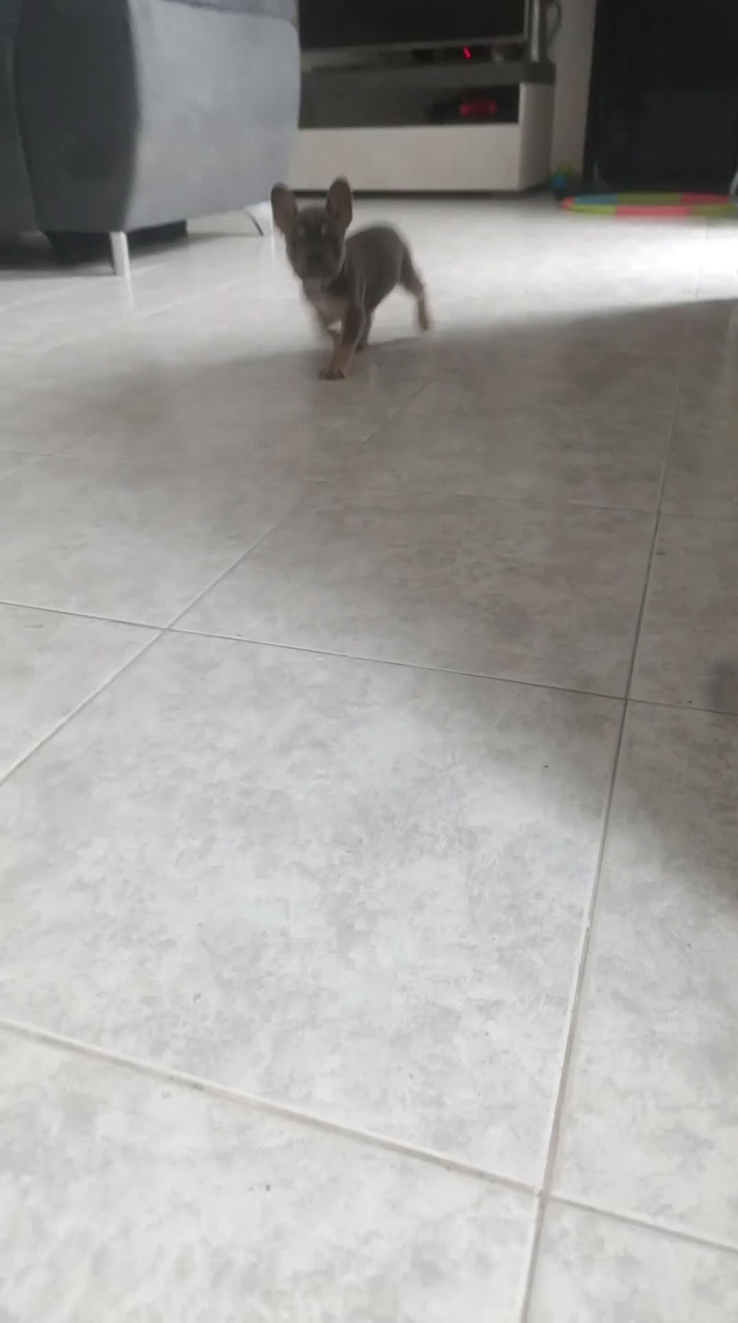 Bulldog Francese cani in vendita: Vendita cucciolo di bulldog francese  - Video 1