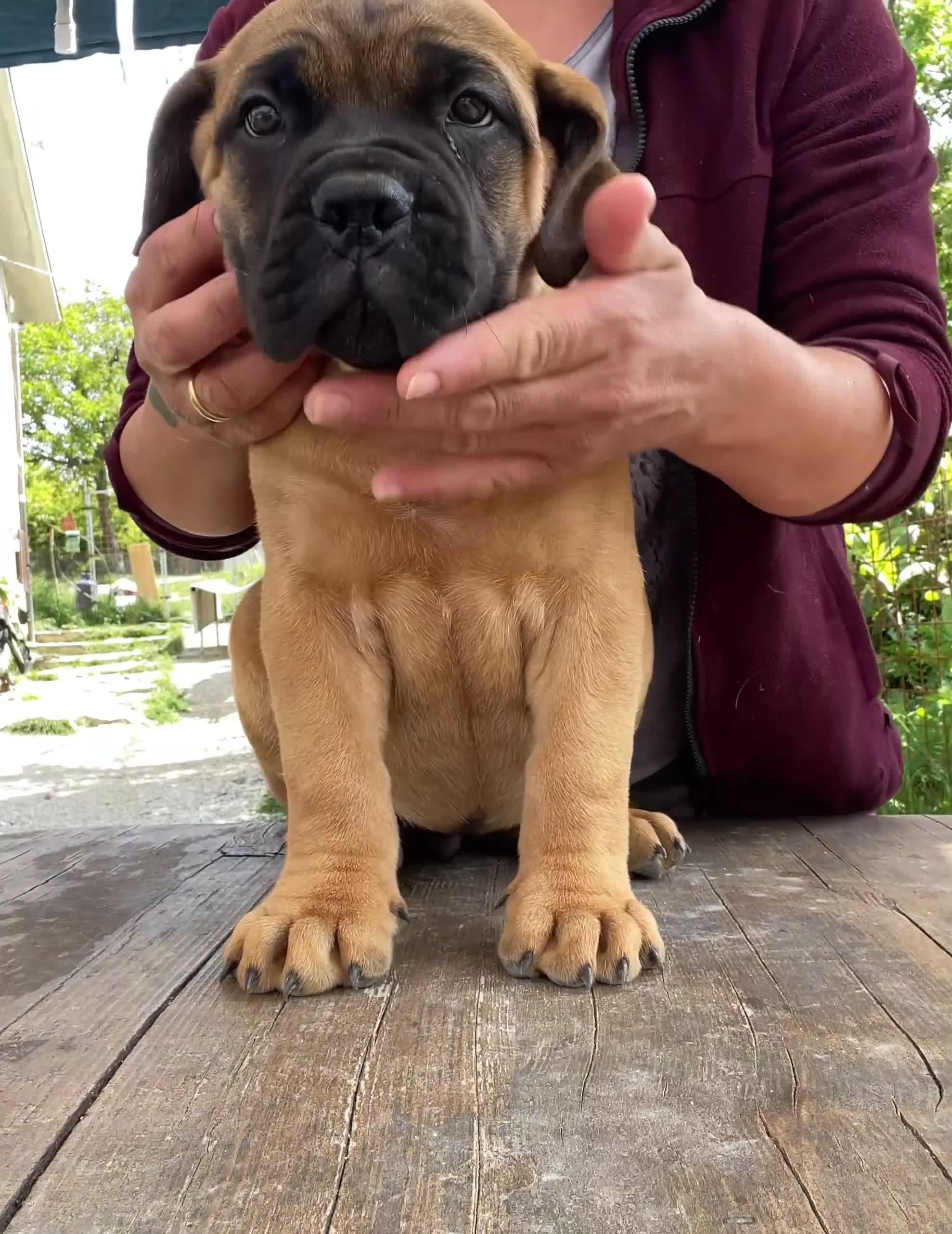 Bullmastiff cani in vendita: BULLMASTIFF ULTIMA FEMMINA DISPONIBILE  - Video 1