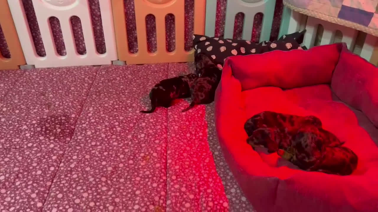 Bassotto cani in vendita: cucciole di bassotto nano a pelo corto  - Video 3