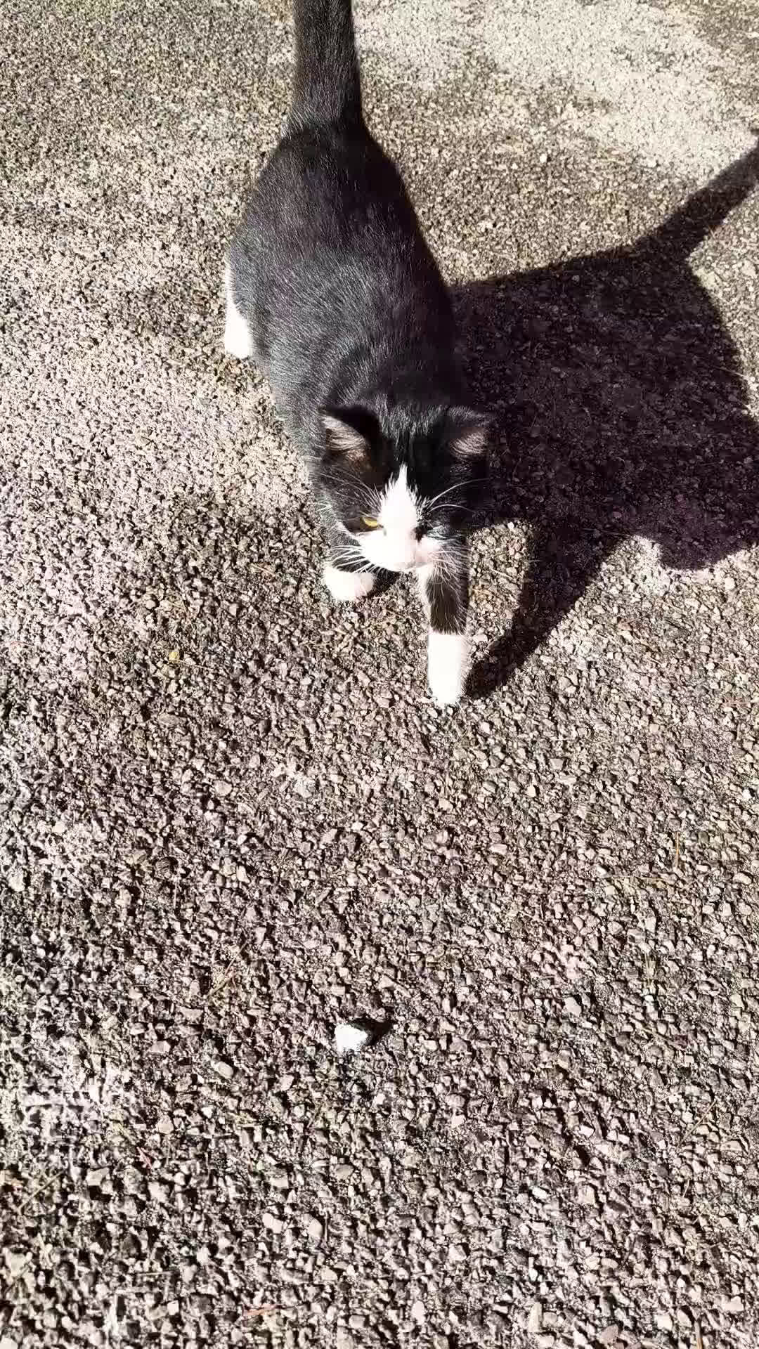 Altre razze gatti in regalo: Cucciolo in adozione  - Video 1