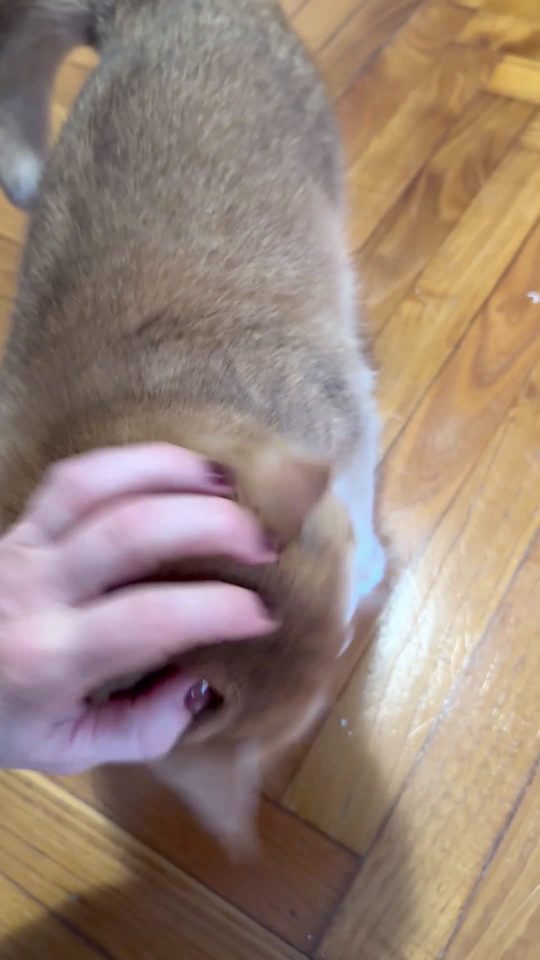 British gatti in vendita: British femmina back Golden  - Video 1