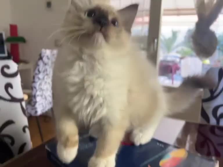 Ragdoll gatti in vendita: Bellissimo cucciolo di ragdoll - Video 3