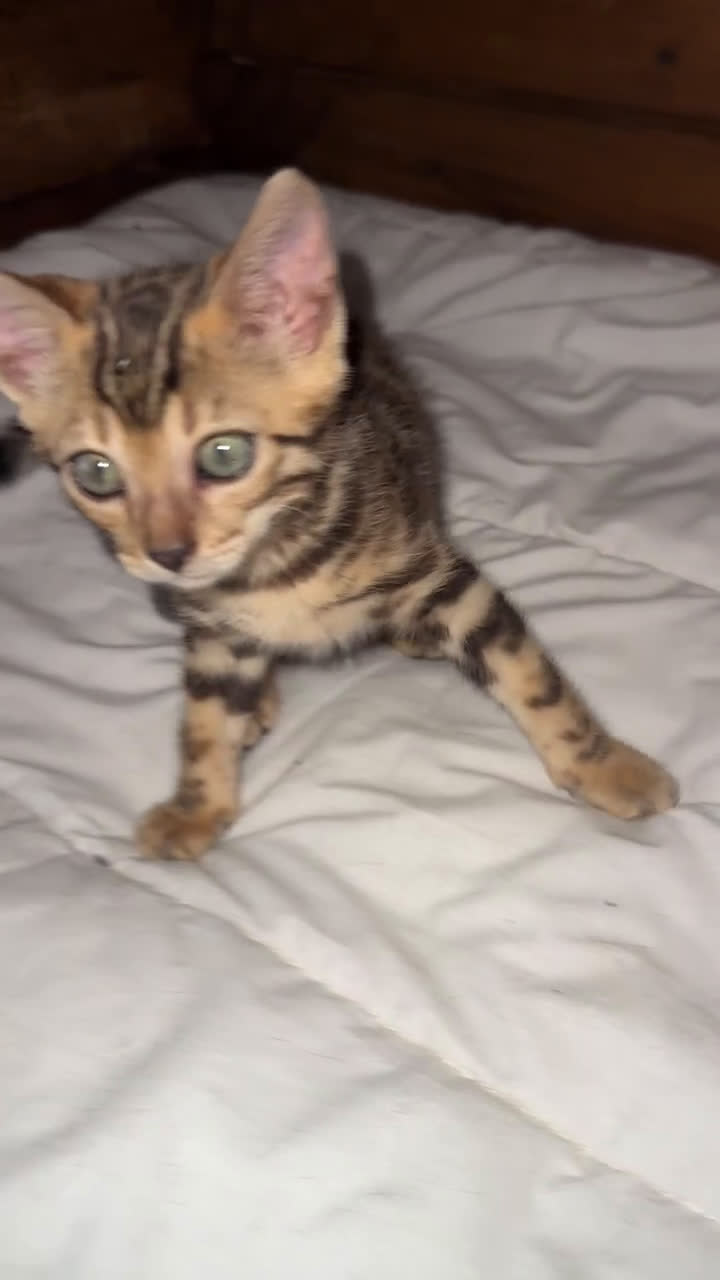 Bengala gatti in vendita: Cucciole di Bengal con Pedigree a Provincia di Asti - Video 4