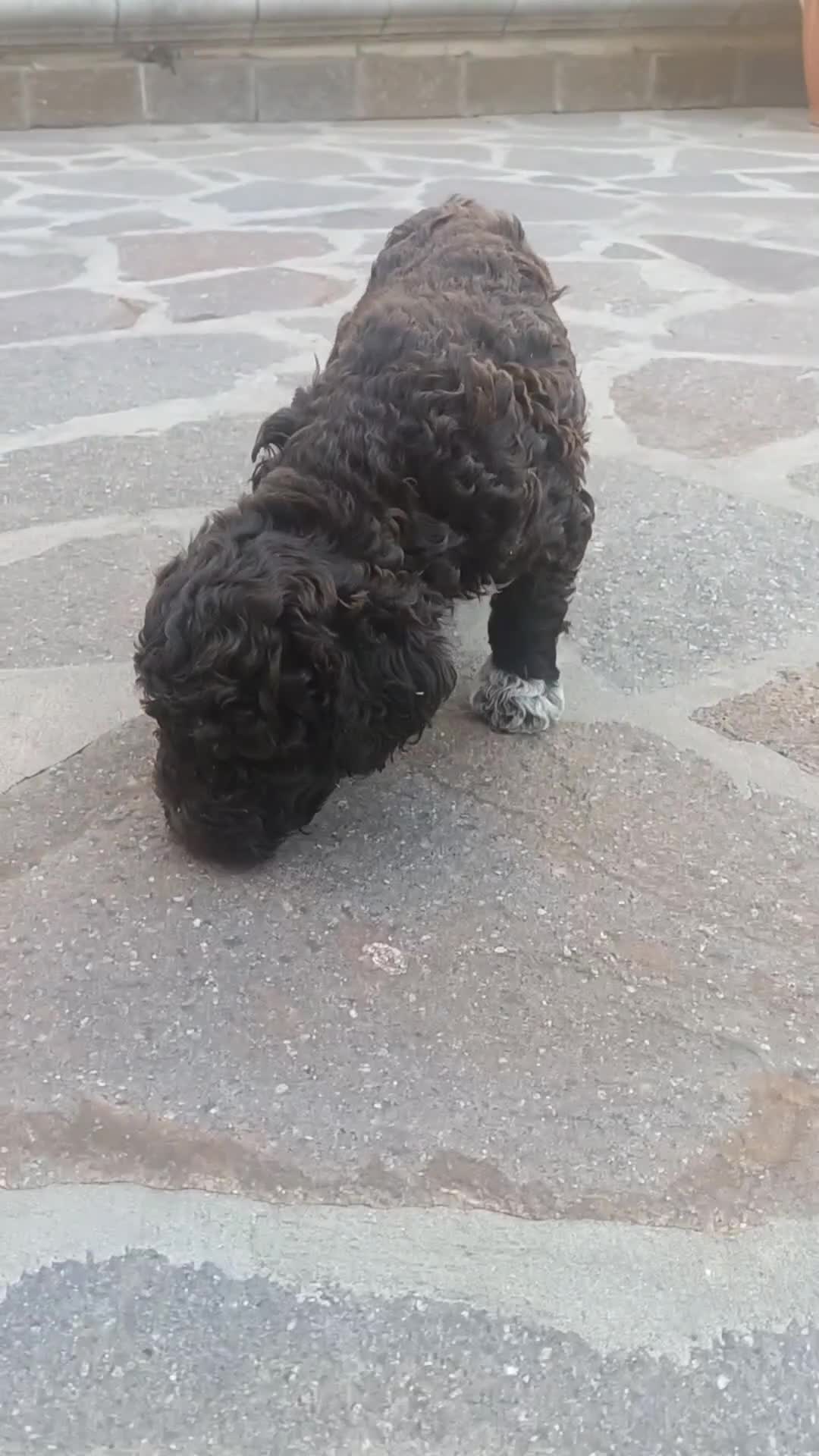 Lagotto cani in vendita: Cuccioli di Lagotto Romagnolo con Pedigree Roi  - Video 2