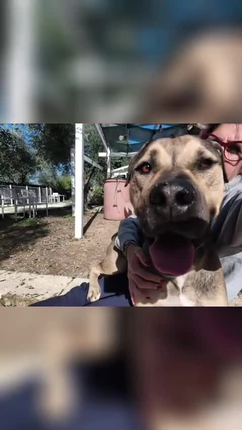 Meticcio cani in regalo: Bobby, semplicemente fantastico - Video 1