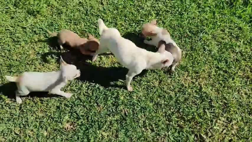 Chihuahua cani in vendita: Chihuahua Toy - Video 1