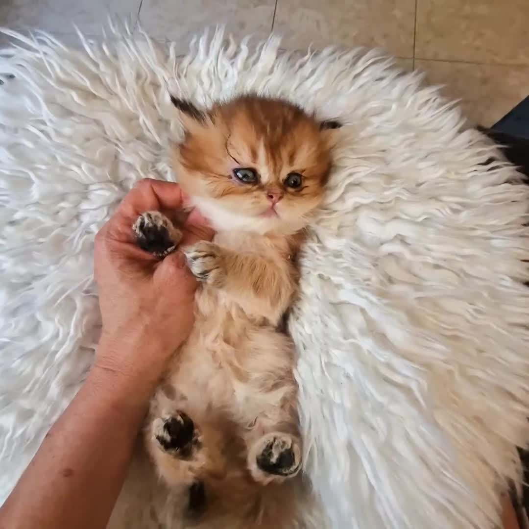 British gatti in vendita: British longhair  - Video 3