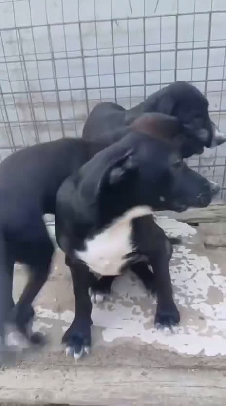 Meticcio cani in regalo: IL SIMPATICO MUSETTO DI THOR - Video 1