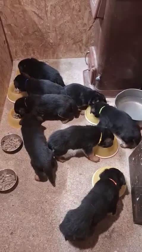 Pastore Tedesco cani in vendita: Cuccioli di pastore tedesco con pedigree - Video 1