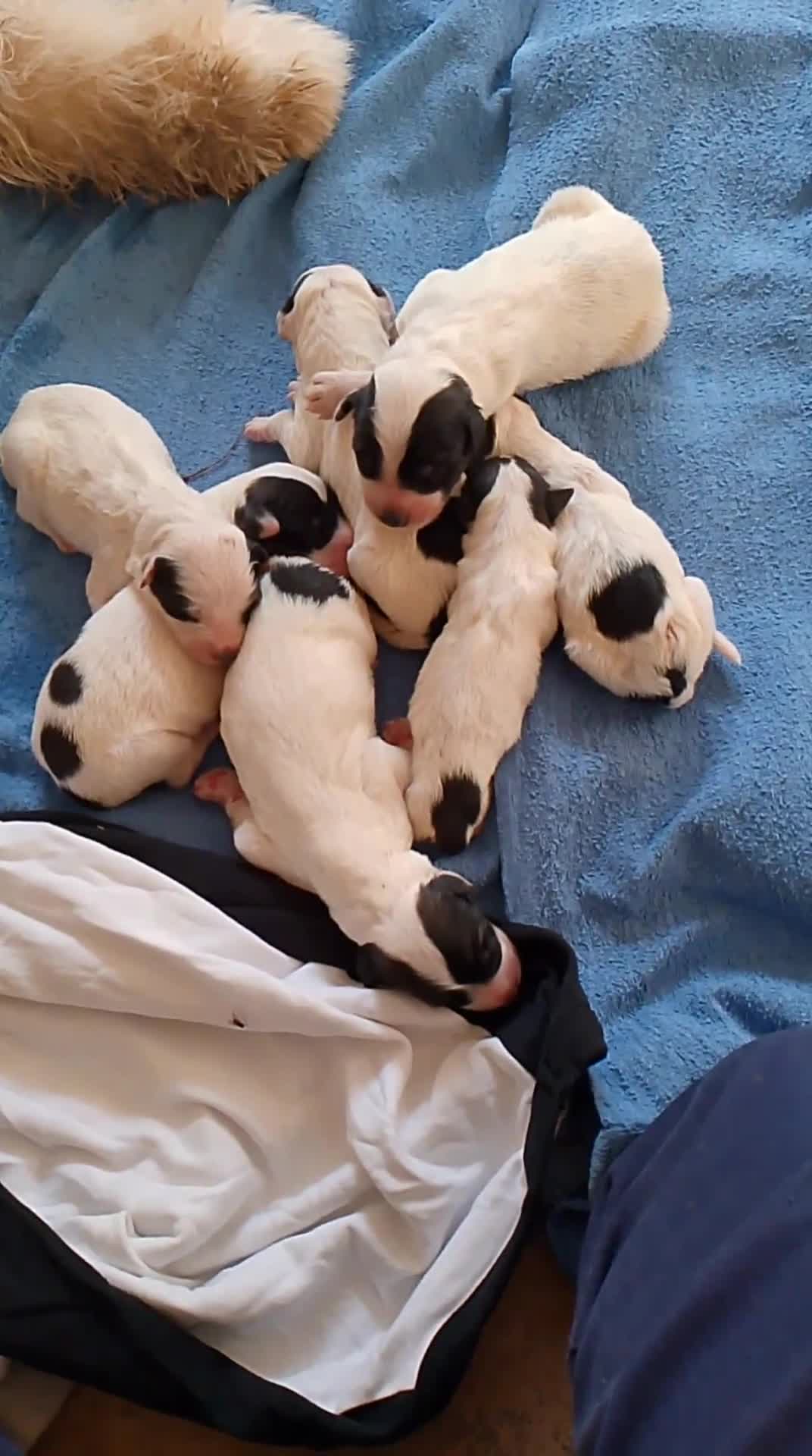 Altre razze cani in vendita: Romanian Mioritic shepherd dog  - Video 1