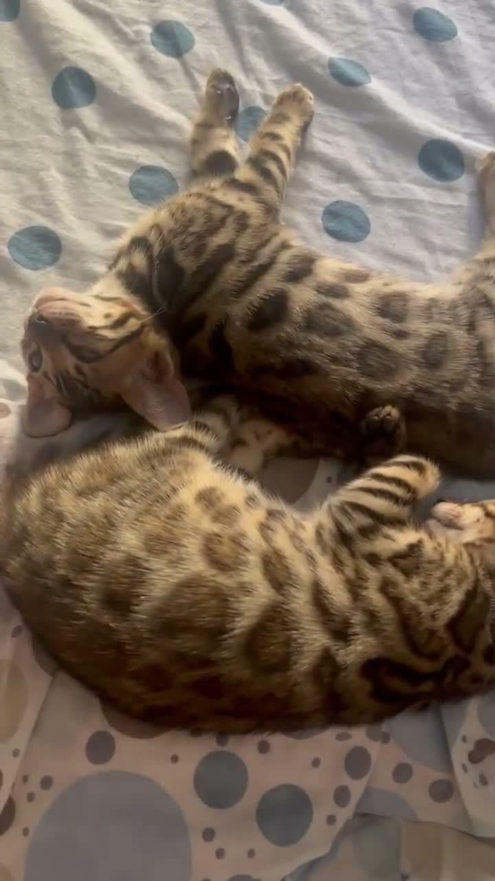 Bengala gatti in vendita: Gattina Bengala senza Pedigree - Video 1