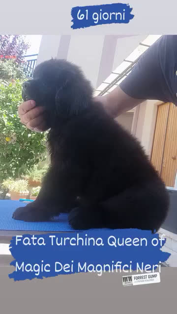Terranova cani in vendita: Cucciola di terranova alta genealogia a Città metropolitana di Roma Capitale - Video 1