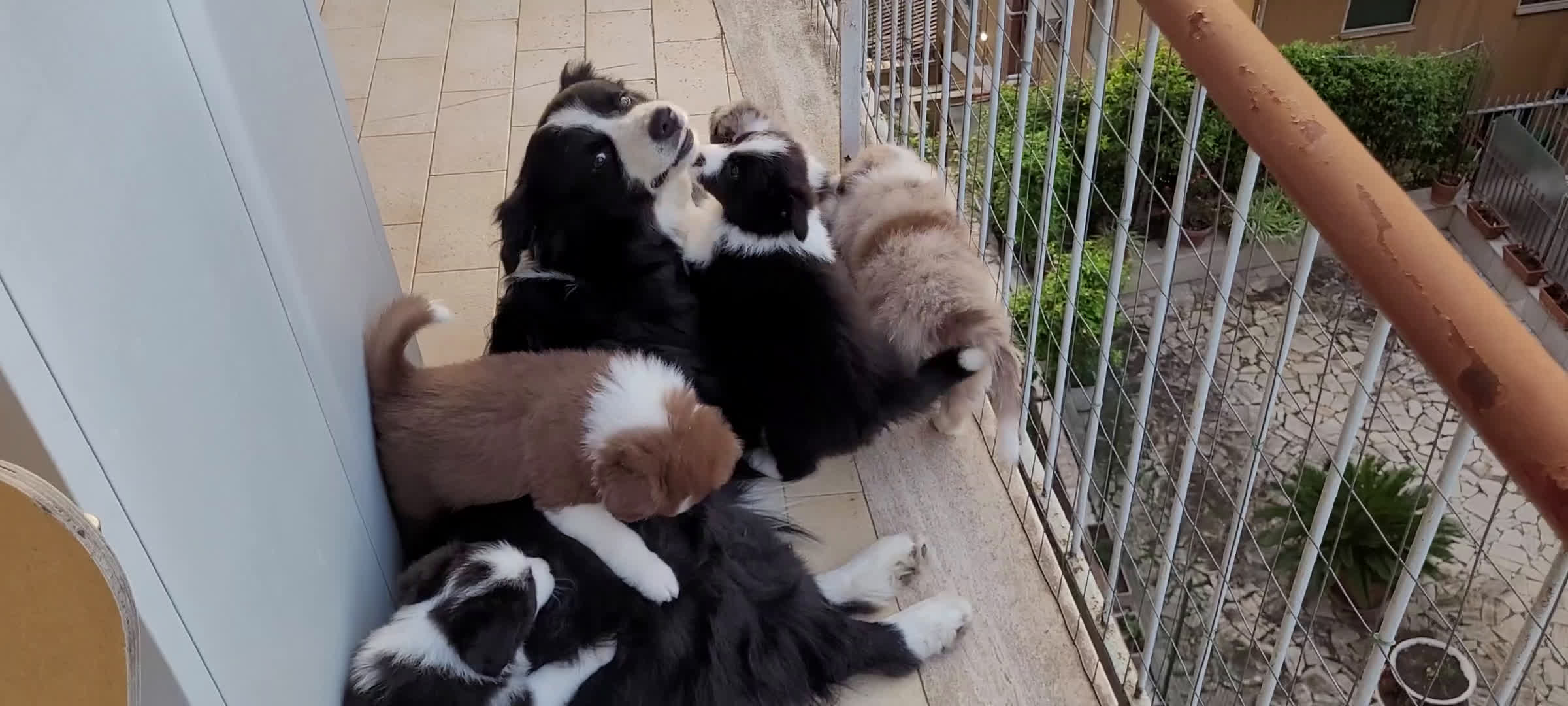 Border Collie cani in vendita: CUCCIOLO SEAL MERLE TRICOLOR BORDER COLLIE a Città metropolitana di Roma Capitale - Video 2