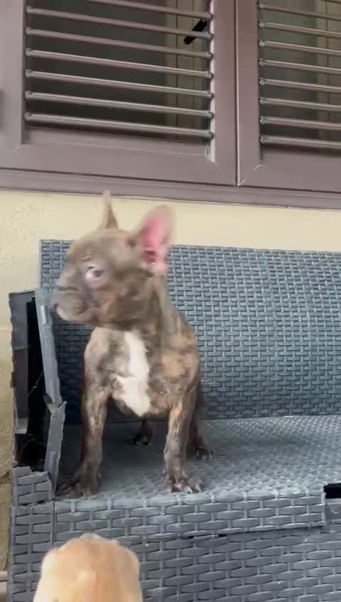 Bulldog Francese cani in vendita: Cuccioli cercano famiglie da amare  - Video 1