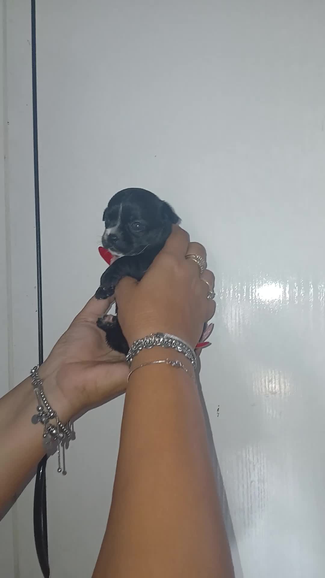 Chihuahua cani in vendita: Cucciolo di Chihuahua toy linea russa - Video 1