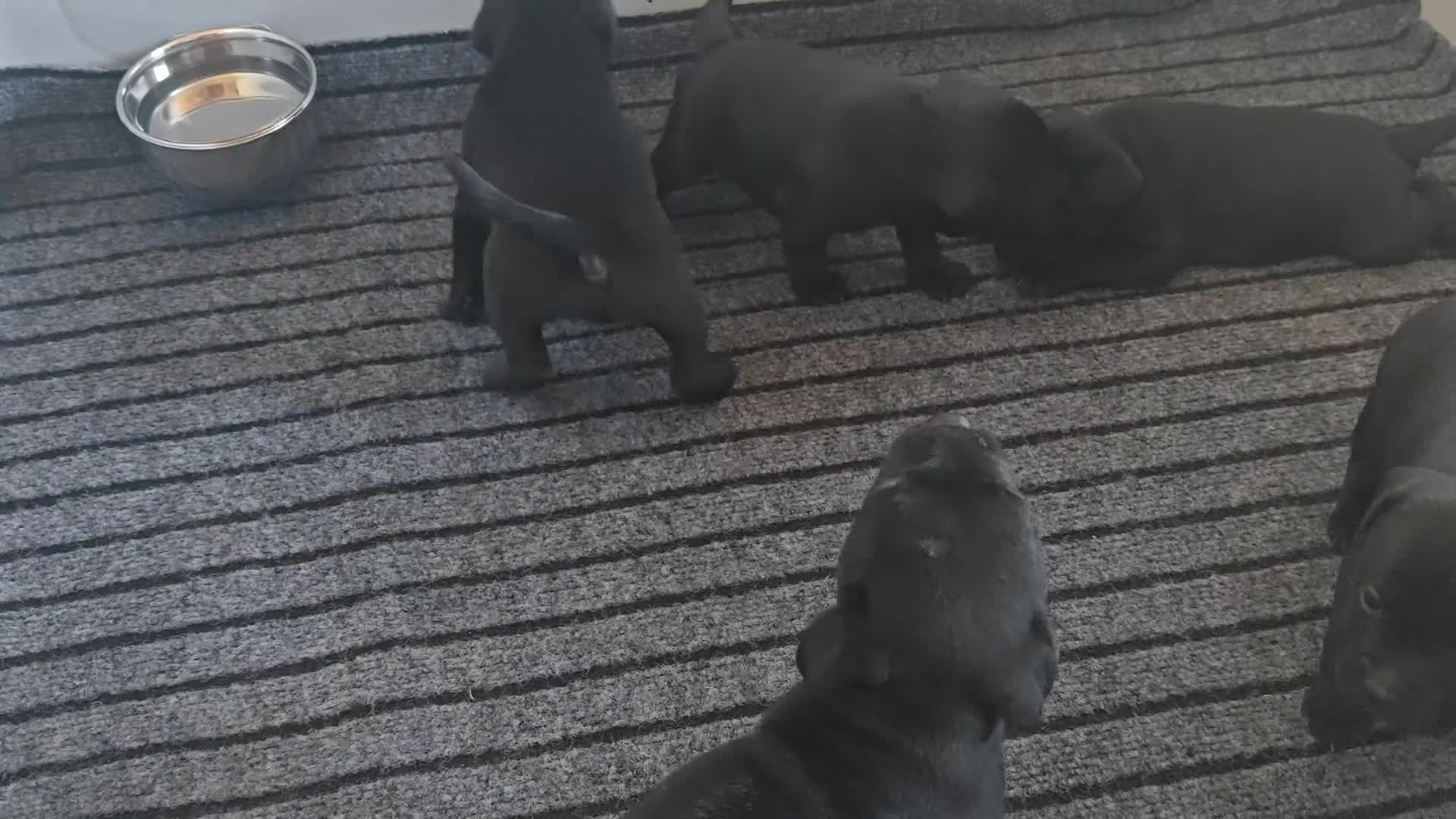 Staffordshire cani in vendita: Staffordshire bull terrier  a Provincia di Potenza - Video 2