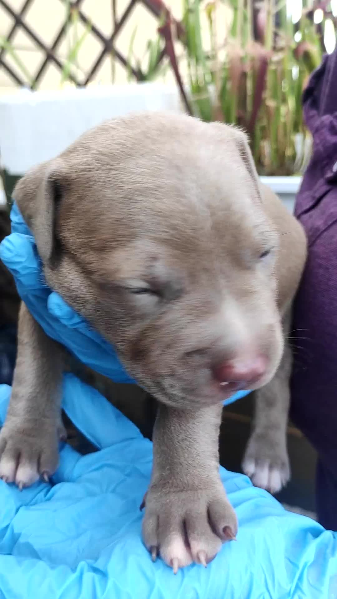 Pitbull cani in vendita: Cuccioli American Pitbull Terrier con pedigree - Video 5