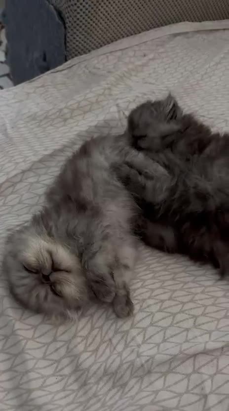 Persiano gatti in vendita: Splendidi Gattini Persiani  - Video 1