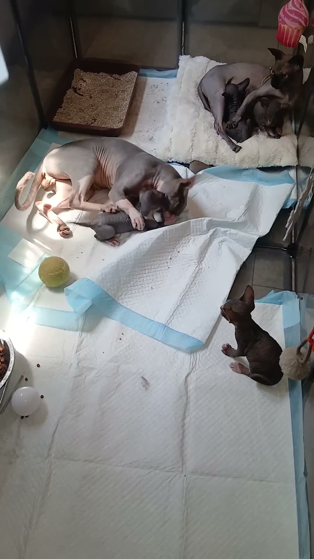 Sphynx gatti in vendita: sphynx - Video 1