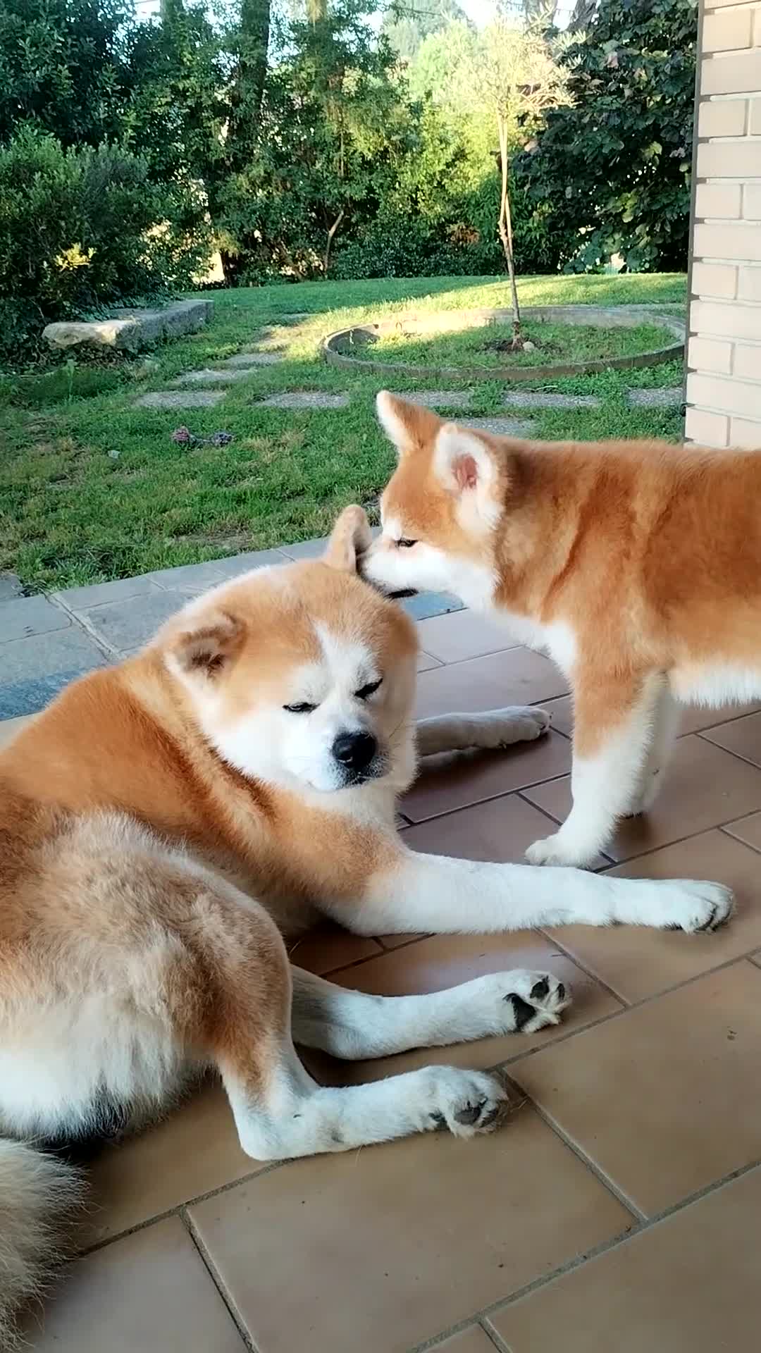Akita Inu cani in vendita: CUCCIOLI DI AKITA Lombardia - Video 2