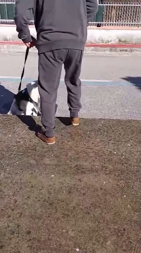 Meticcio cani in regalo: MIRÒ 6 mesi mix Golden Retriever e Labrador - Video 1