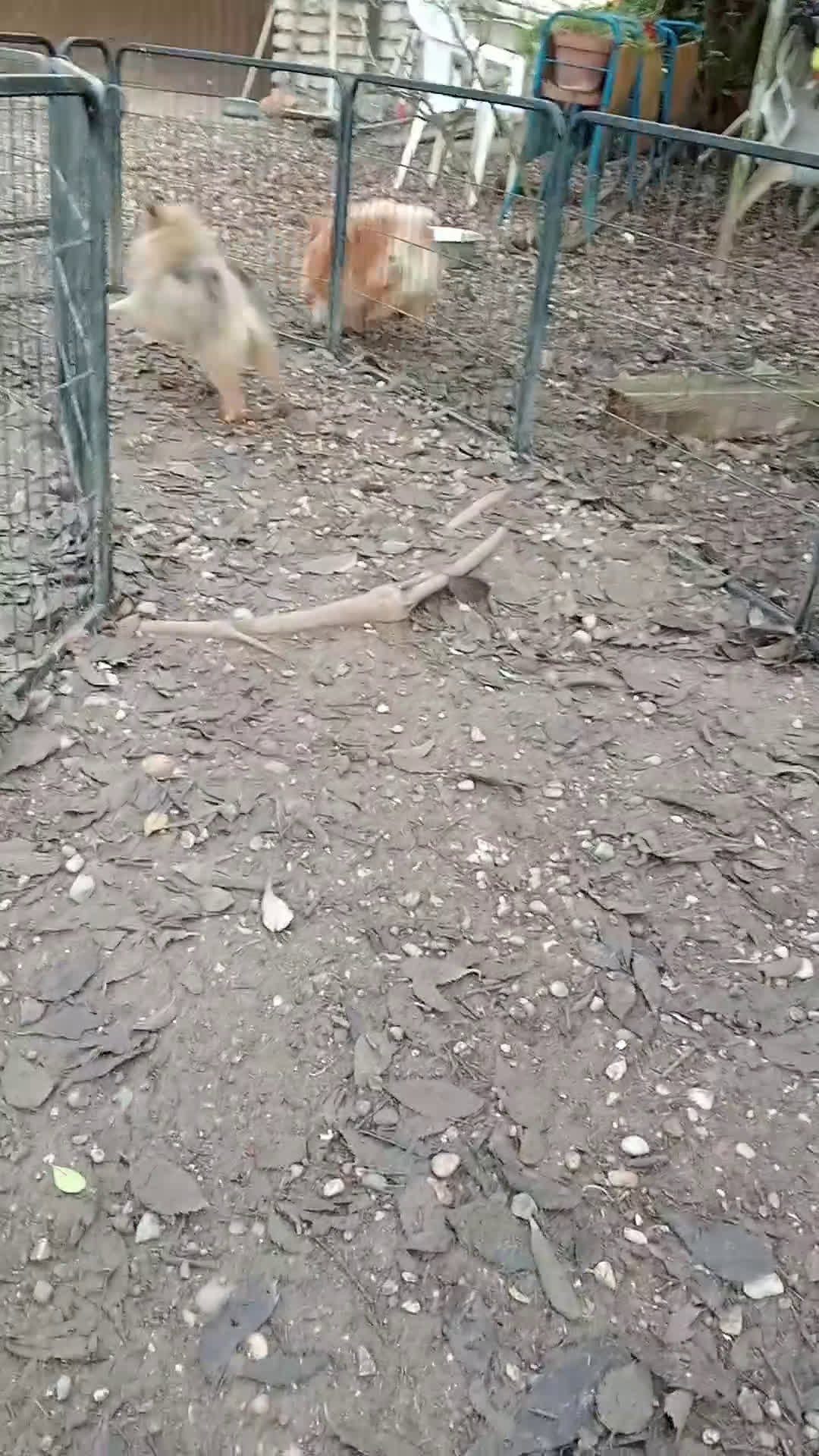 Spitz cani in vendita: Spitz Piccolo  - Video 3