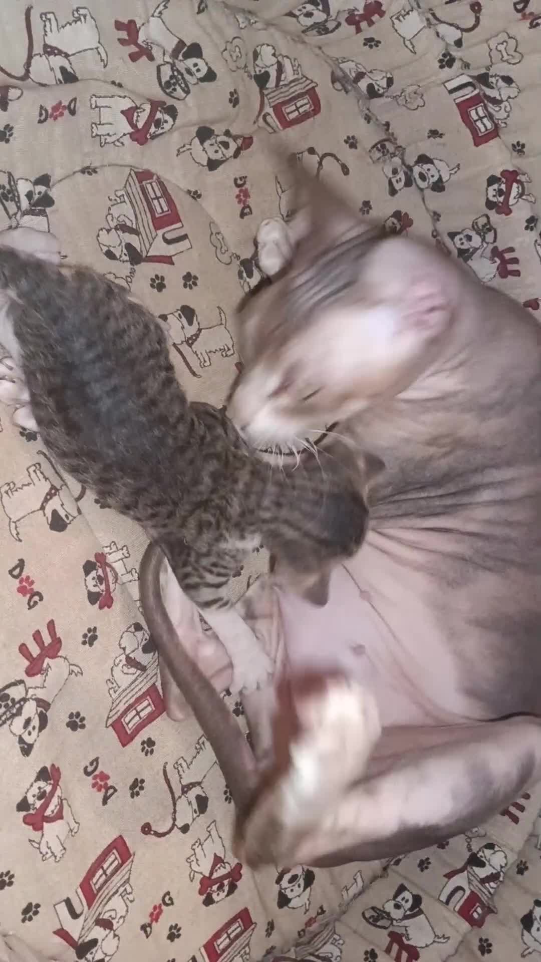 Sphynx gatti in vendita: Femminuccia sphynx donskoy  - Video 1