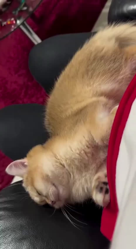 British gatti in vendita: Cucciolo british golden con pedigree  - Video 4