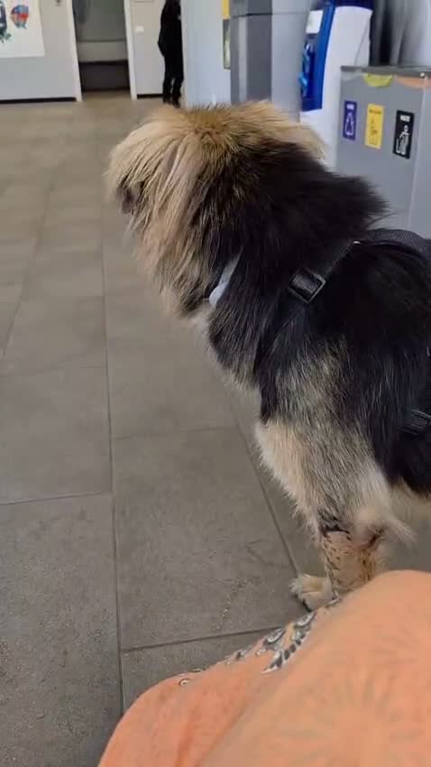 Meticcio cani in regalo: Milou, uno splendido simil lupetto  - Video 2