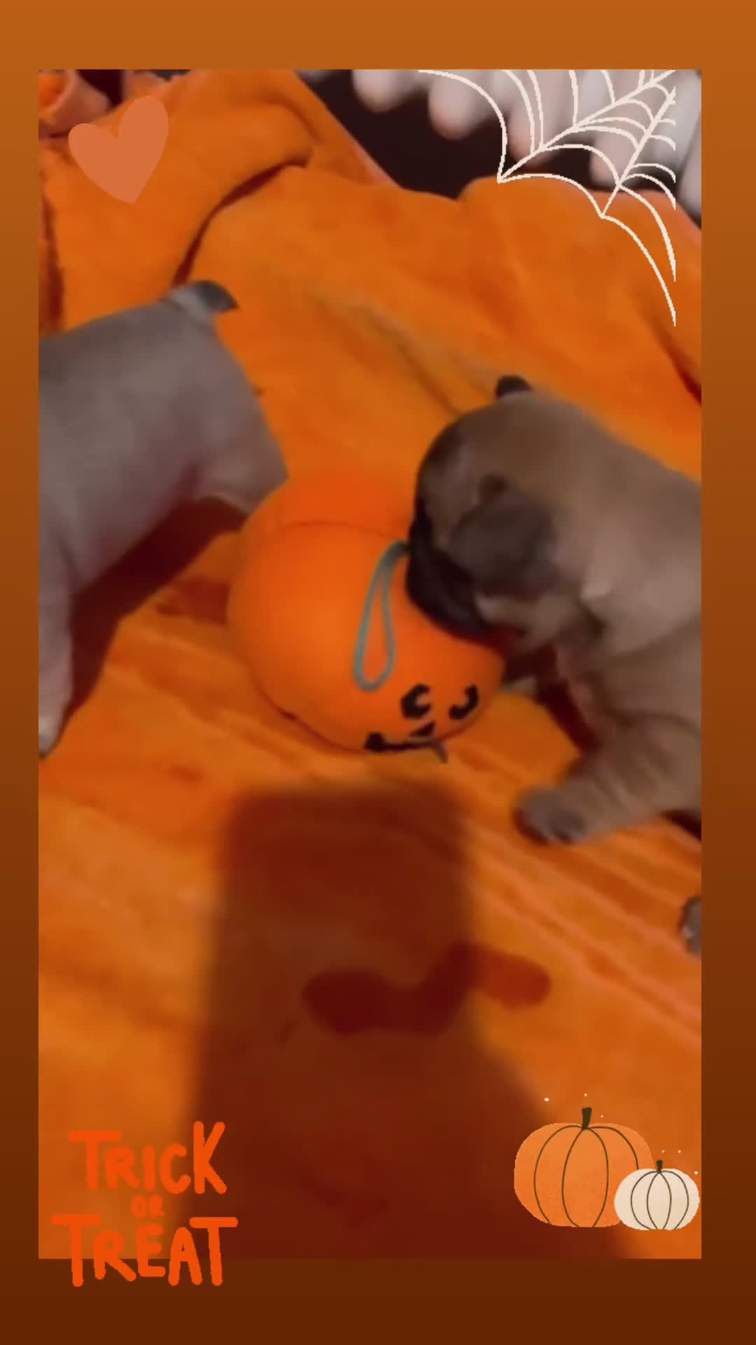 Bulldog Francese cani in vendita: Cuccioli di bulldog francese  - Video 1