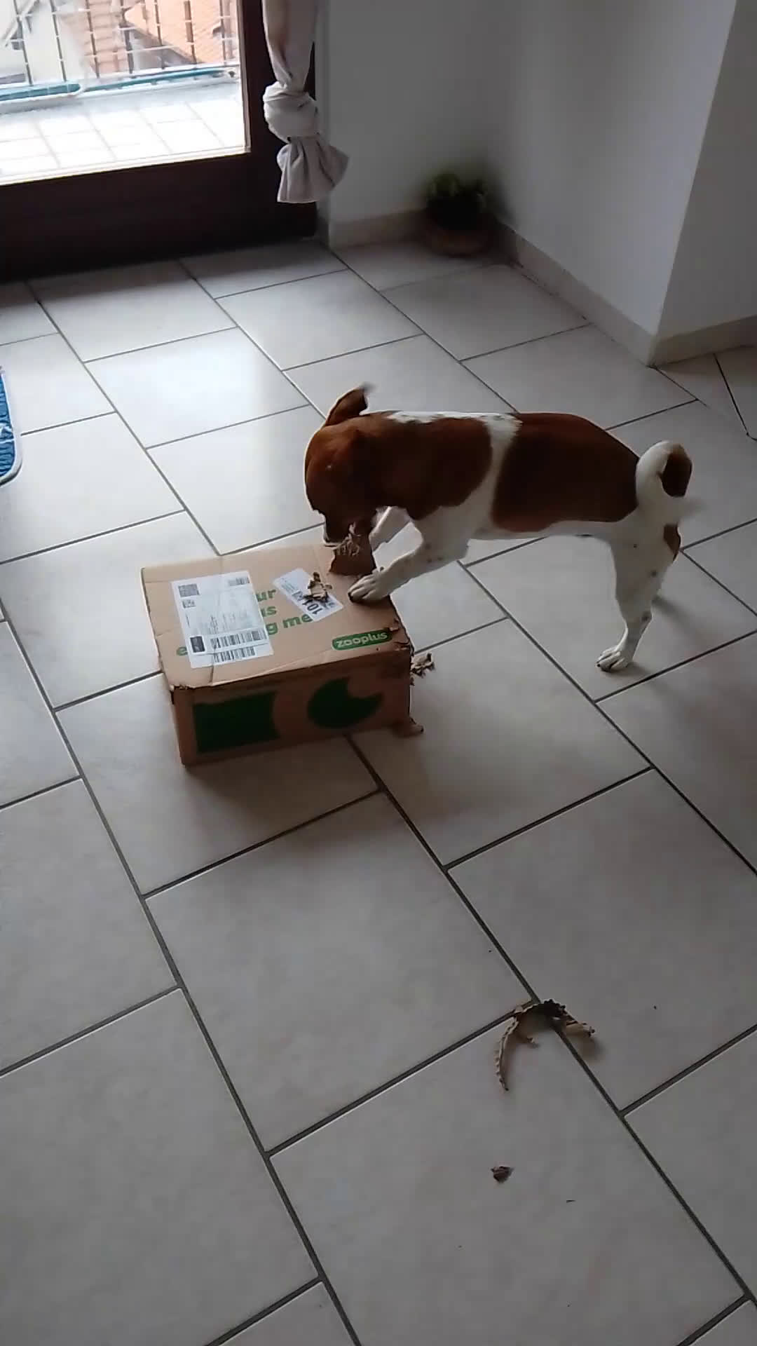 Jack Russell cani per accoppiamento: Jack Russell,maschio,no pedigree, accoppiamento a Provincia di Varese - Video 1