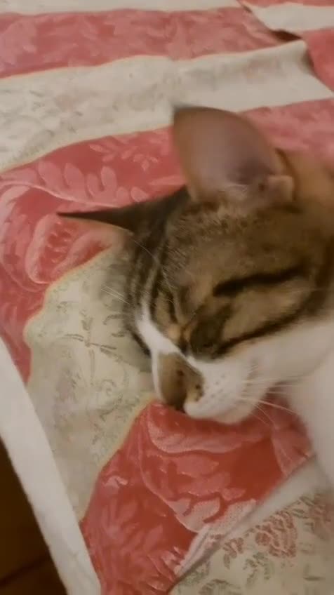 Europeo gatti in regalo: ADOZIONE URGENTE PER SPINO E PEPE a Provincia di Modena - Video 1