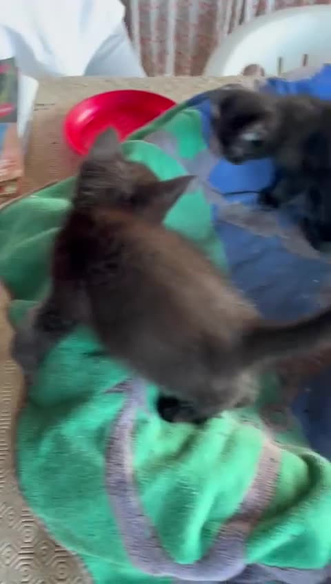 Europeo gatti in regalo: quattro gattini neri di due mesi - Video 3
