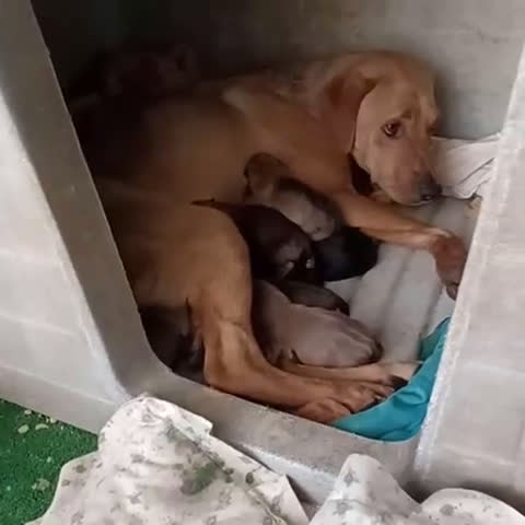 Meticcio cani in regalo: SOS SOS SOS AMERICA - Video 2