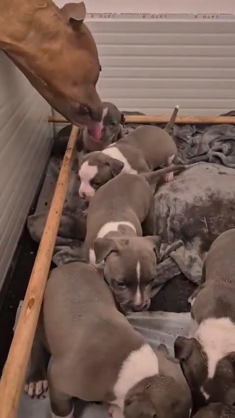 American Staffordshire cani in vendita: Cuccioli amstaff con pedegree - Video 1