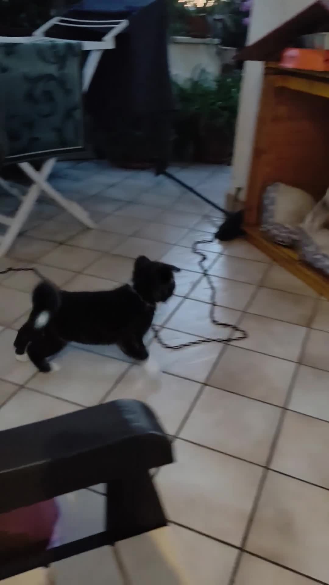 Akita Inu cani in vendita: Cuccioli di Akita giapponese  - Video 2