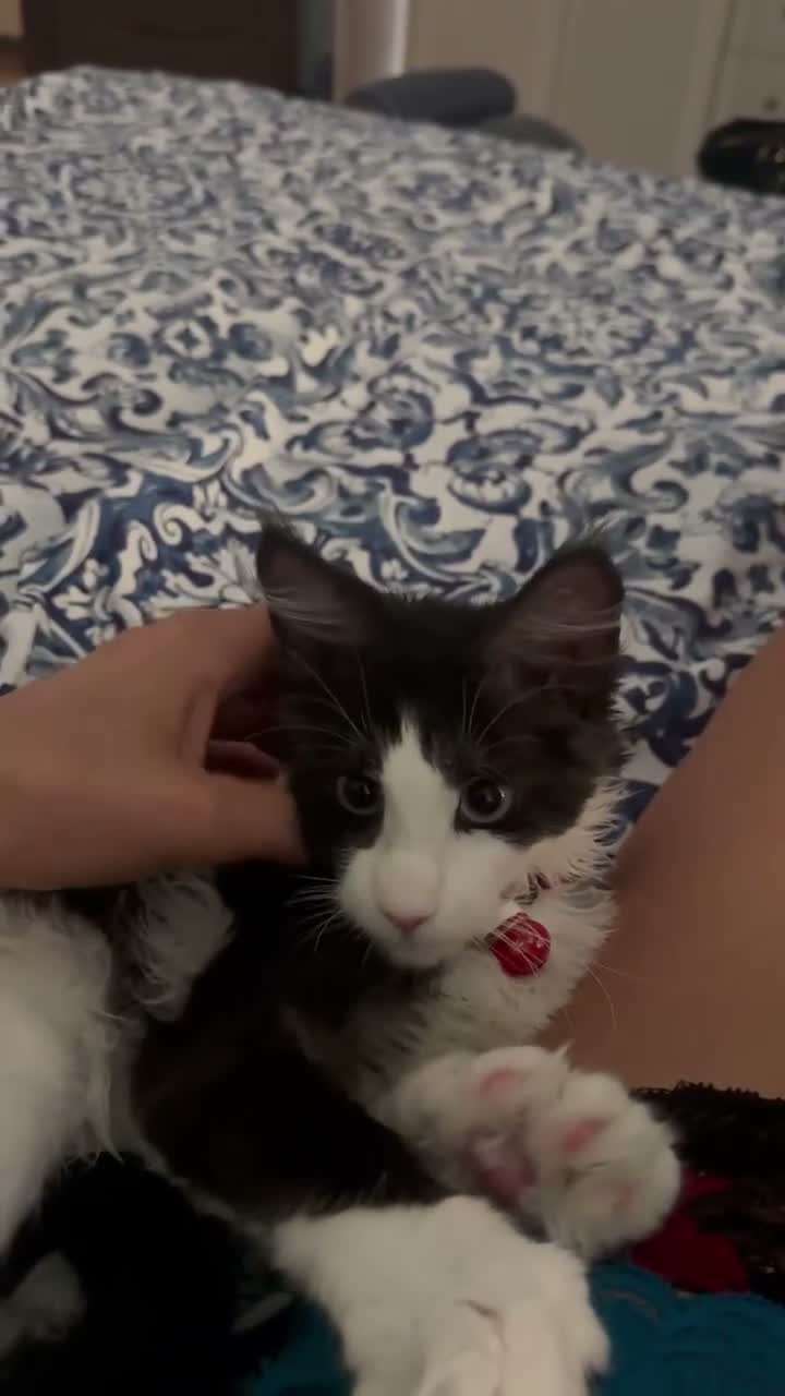 Maine Coon gatti in vendita: Ultima bellissima Maine coon con occhi blu - Video 2