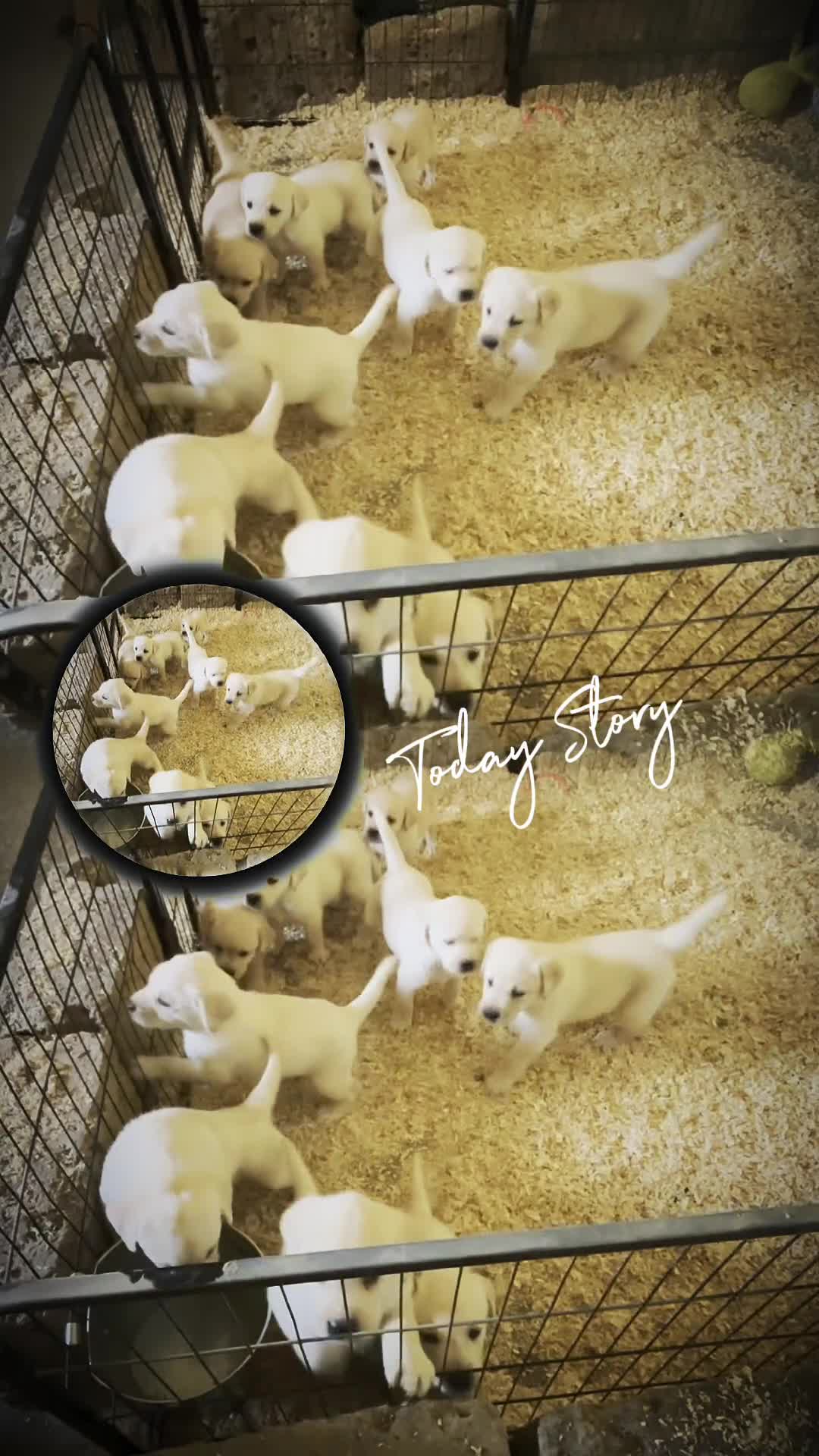 Labrador cani in vendita: Nuova cucciolata nata il 8/3/26 a Provincia di Rieti - Video 1