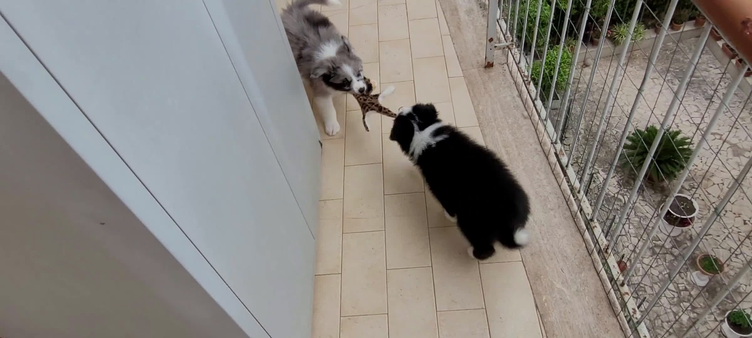 Border Collie cani in vendita: CUCCIOLO SEAL MERLE TRICOLOR BORDER COLLIE a Città metropolitana di Roma Capitale - Video 3
