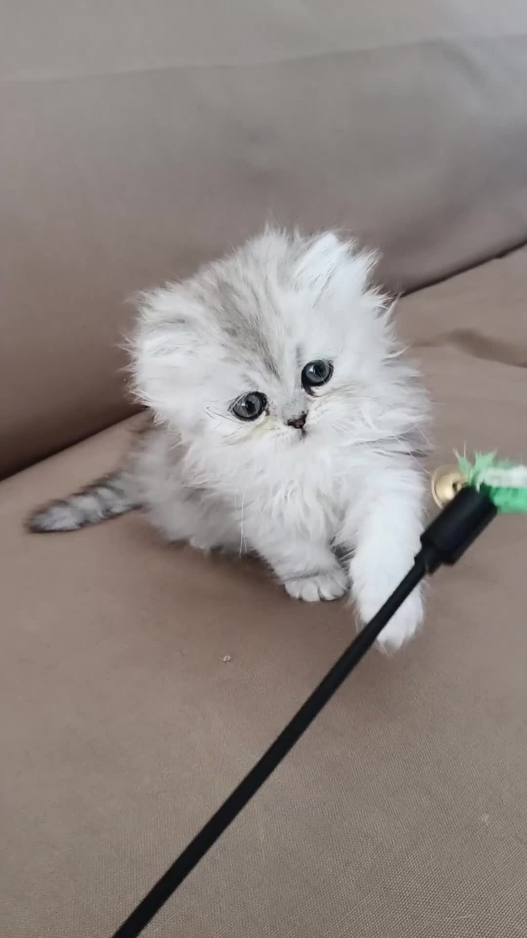 Persiano gatti in vendita: Cucciolata persiani Chinchilla  - Video 2