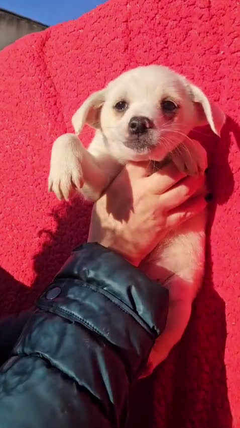 Meticcio cani in regalo: Ester: 2 mesi taglia piccola  - Video 1