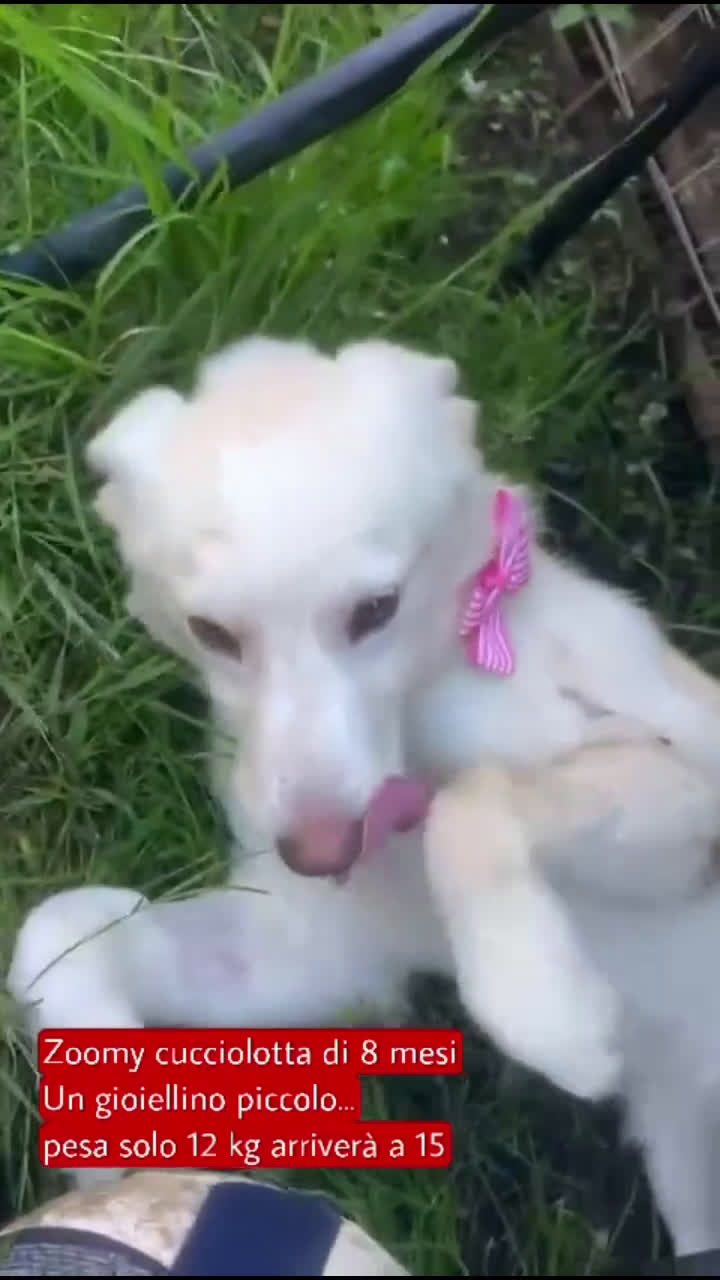 Meticcio cani in regalo: Zoomy cucciola di 8 mesi tg medio piccola  - Video 1