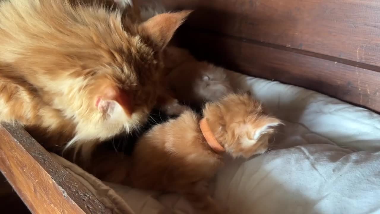 Maine Coon gatti in vendita: Cuccioli maine coon (Lestat X Hvitt Lys) - Video 1