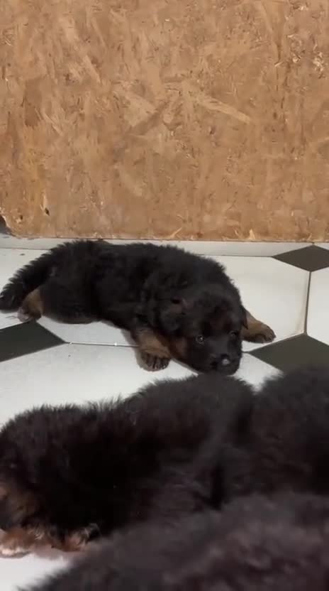 Pastore Tedesco cani in vendita: Cucciolata di pastore tedesco di alta qualità  - Video 3