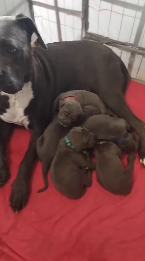 Cane Corso cani in vendita: Cuccioli Cane Corso grigi  - Video 1