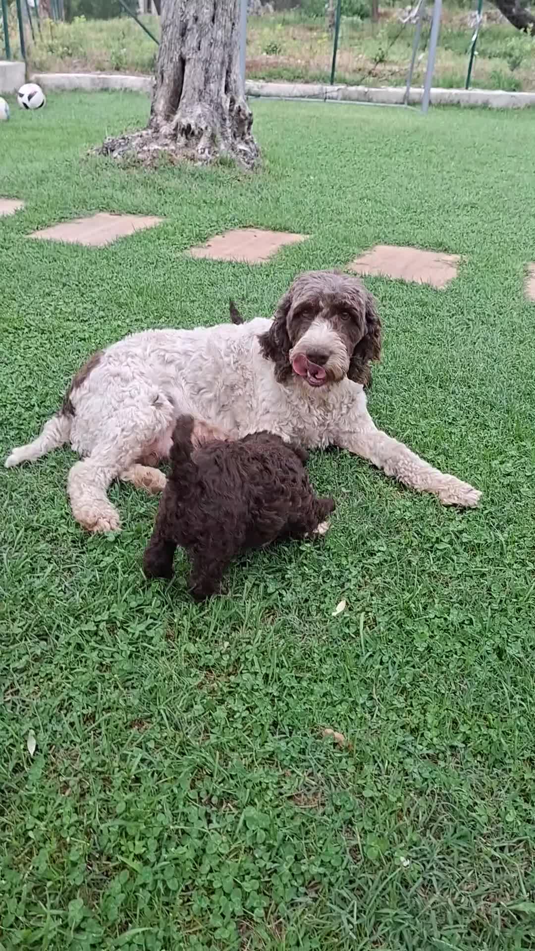 Lagotto cani in vendita: Lagotto romagnolo  - Video 1