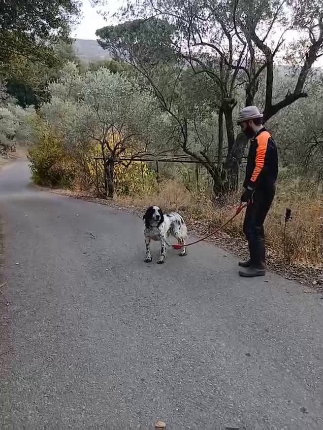 Setter Inglese cani in regalo: Splendido Setter Inglese - JACK - Video 3