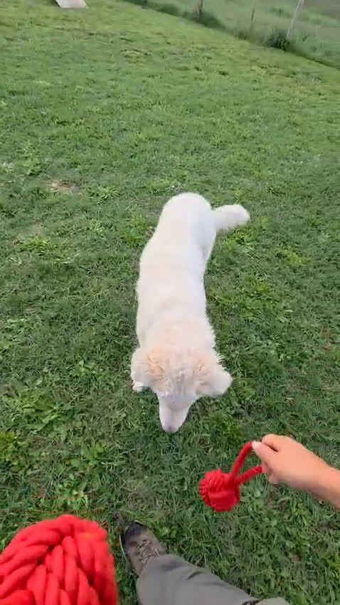 Pastore Maremmano cani in regalo: Meraviglioso blue - Video 1