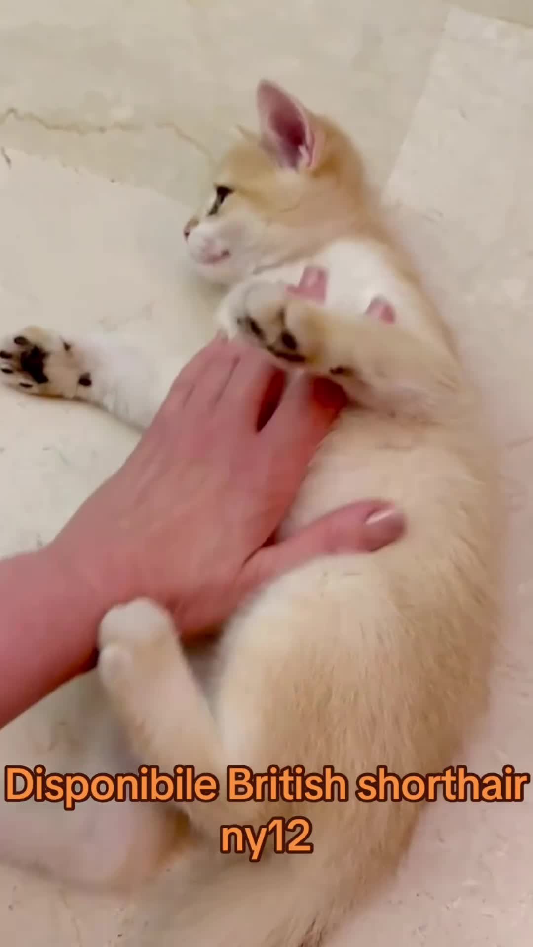 British gatti in vendita: Gattino British shorthair golden chell ny12 - Video 1